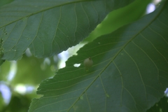 Phylloxera caryaegummosa