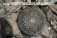 Mammillaria grusonii