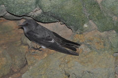 Phedina borbonica