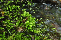 Brachythecium frigidum