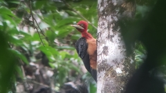 Campephilus rubricollis