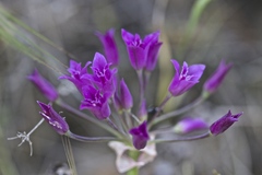 Allium crispum