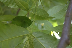 Phylloxera caryaegummosa