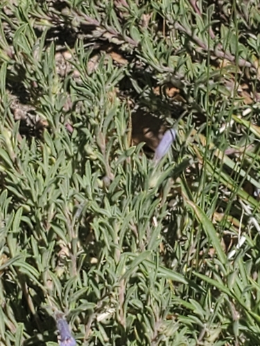 Image of Penstemon crandallii by no rights reserved
