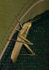 Tropidopolinae