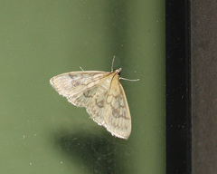 Crocidophora serratissimalis