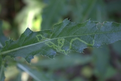 Phytomyza syngenesiae group