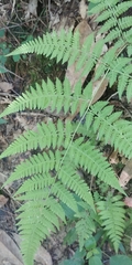 Macrothelypteris