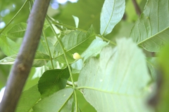 Phylloxera caryaegummosa