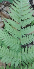 Macrothelypteris