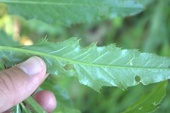 Phytomyza syngenesiae group