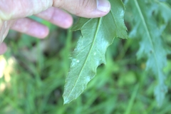 Phytomyza syngenesiae group