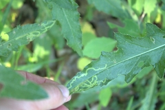 Phytomyza syngenesiae group