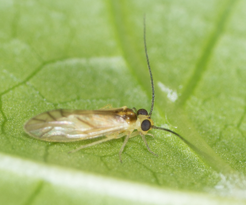 Yellow barklouse photo 5