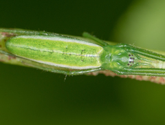 Tetragnatha viridis