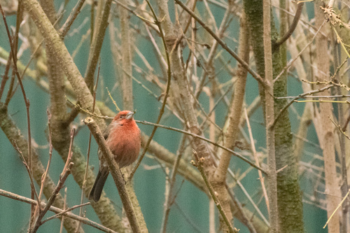 house finch (Haemorhous mexicanus)
