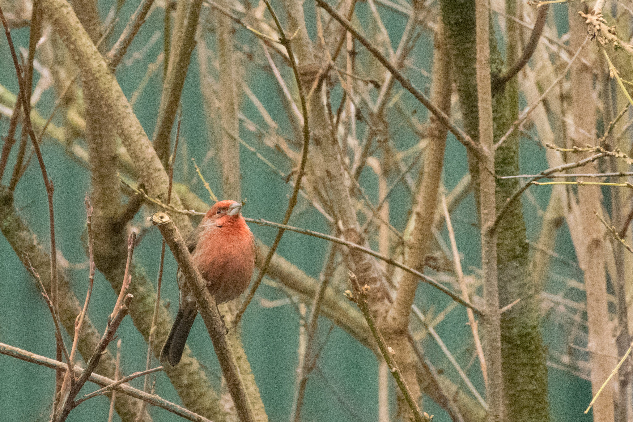 House Finch (Haemorhous mexicanus)