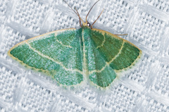 Chlorochlamys appellaria