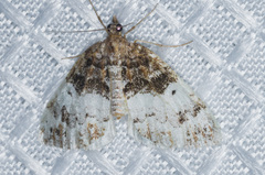 Dysstroma mancipata