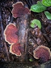 Polyporales