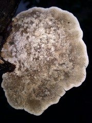 Polyporales