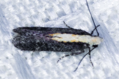 Aroga paraplutella