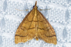 Udea octosignalis