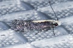 Aroga paraplutella