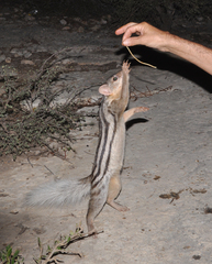Broad-Striped Malagasy Mongoose photo 5