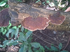 Polyporales