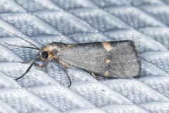 Cisthene dorsimacula