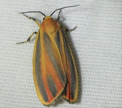 Hypoprepia fucosa