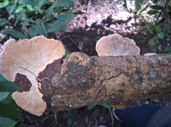 Polyporales