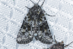 Lacinipolia olivacea