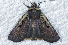 Parabagrotis exsertistigma