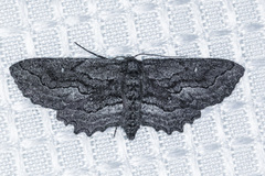 Aethaloida packardaria