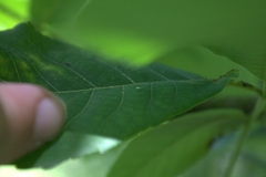 Phylloxera caryaegummosa