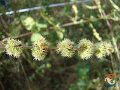 Asterohyptis stellulata