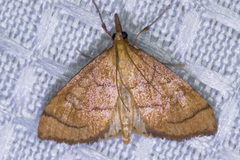 Udea octosignalis