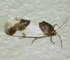Tarache lactipennis