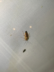 Deraeocoris olivaceus