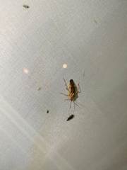 Deraeocoris olivaceus