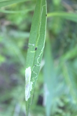 Calycomyza promissa