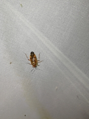 Deraeocoris olivaceus
