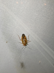Deraeocoris olivaceus