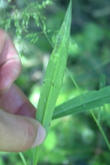 Calycomyza promissa