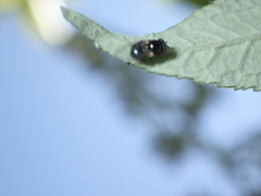 Lonchaea