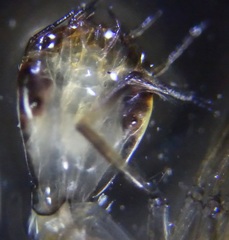 Dytiscidae