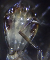 Dytiscidae
