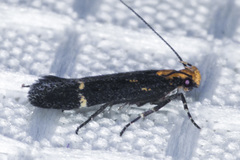 Aroga paraplutella